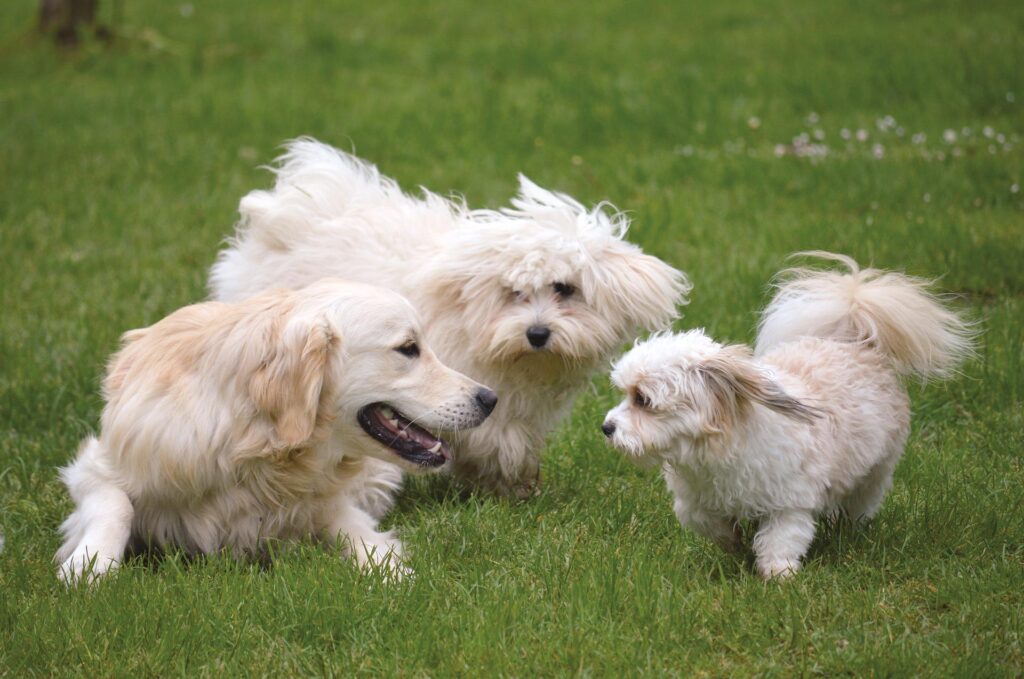 socialise an adult dog