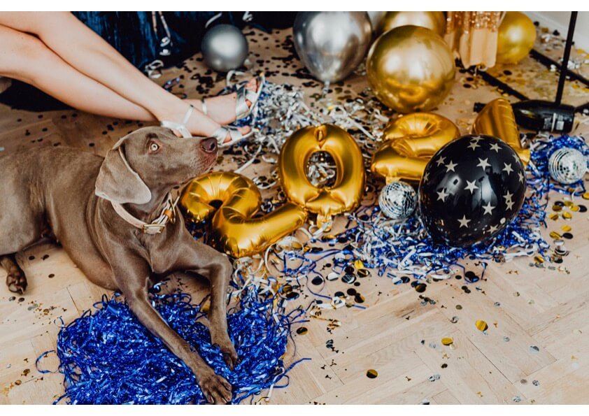 new year's resolutions for your dog