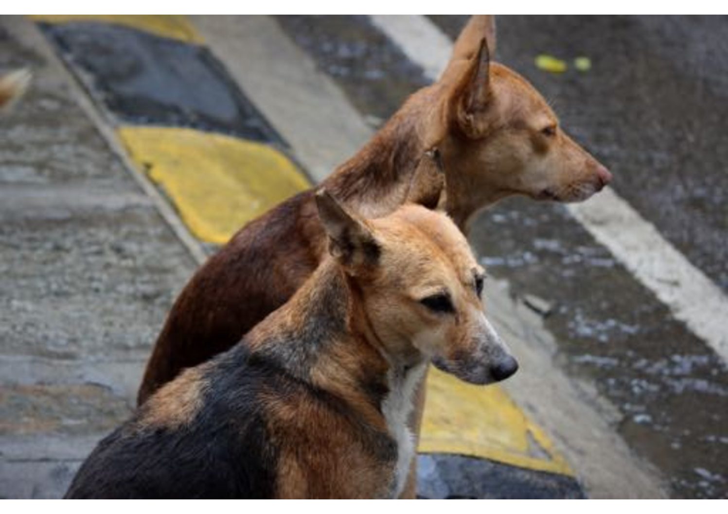 Mexican street clearance dog