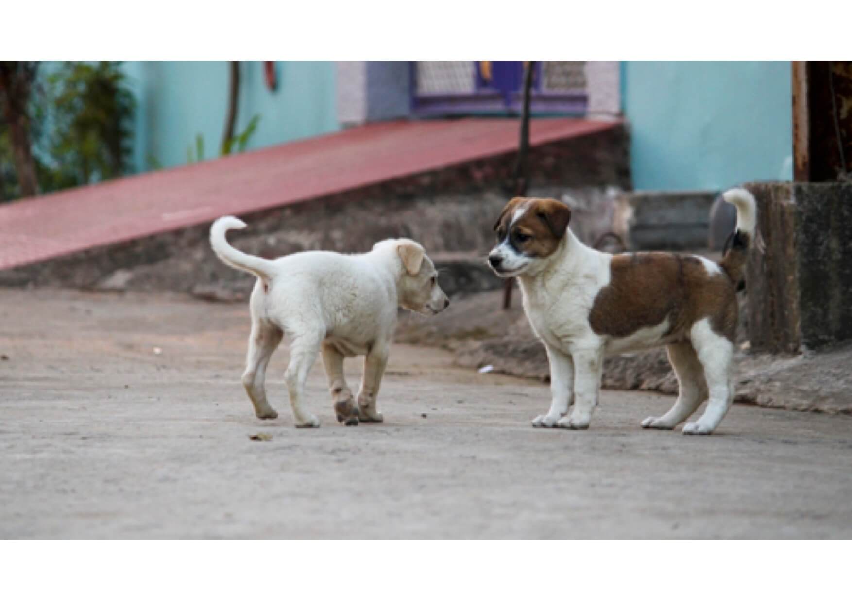 how can we help stray dogs