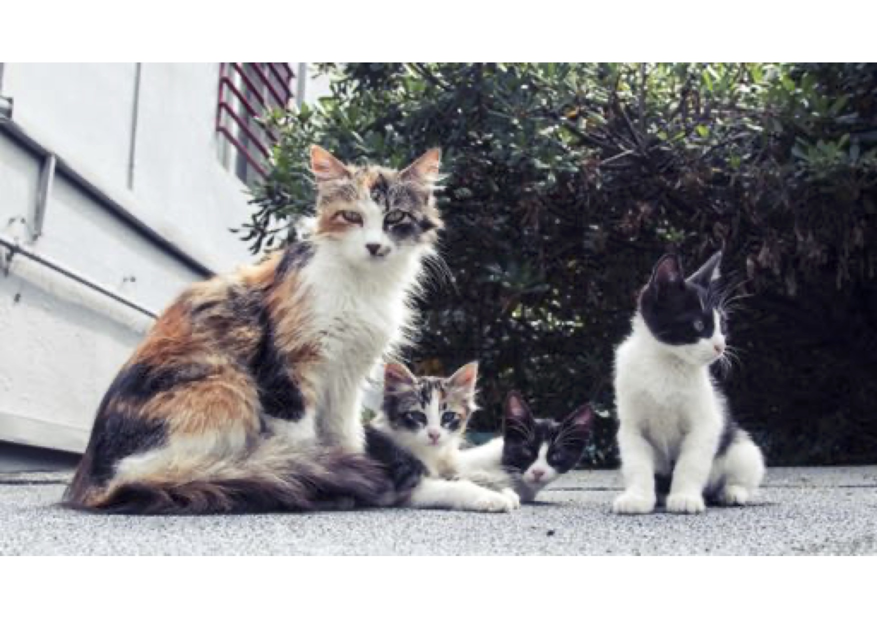 Support Cage Free and Adopt Happy Animals Sanctuary Hostel