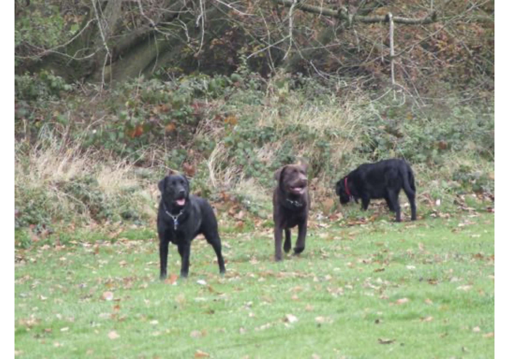 Support Cage Free and Adopt Happy Animals Sanctuary Hostel