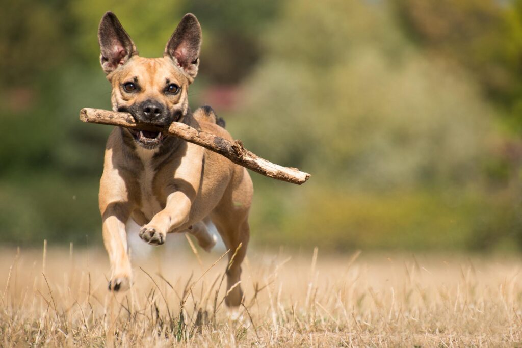 animal sanctuary play time