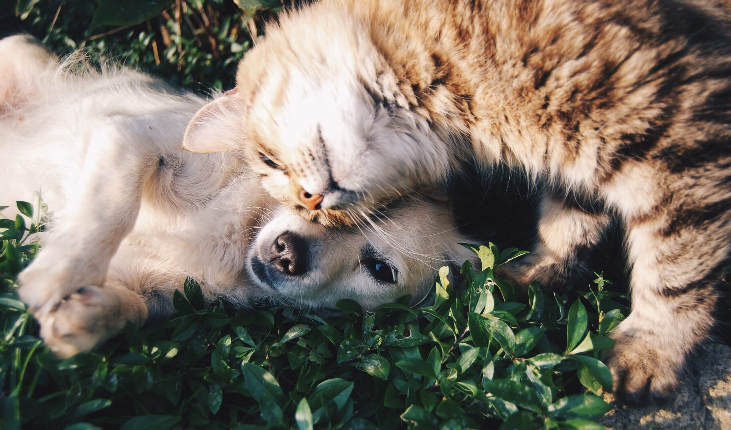 new year's resolutions for your dog and cat
