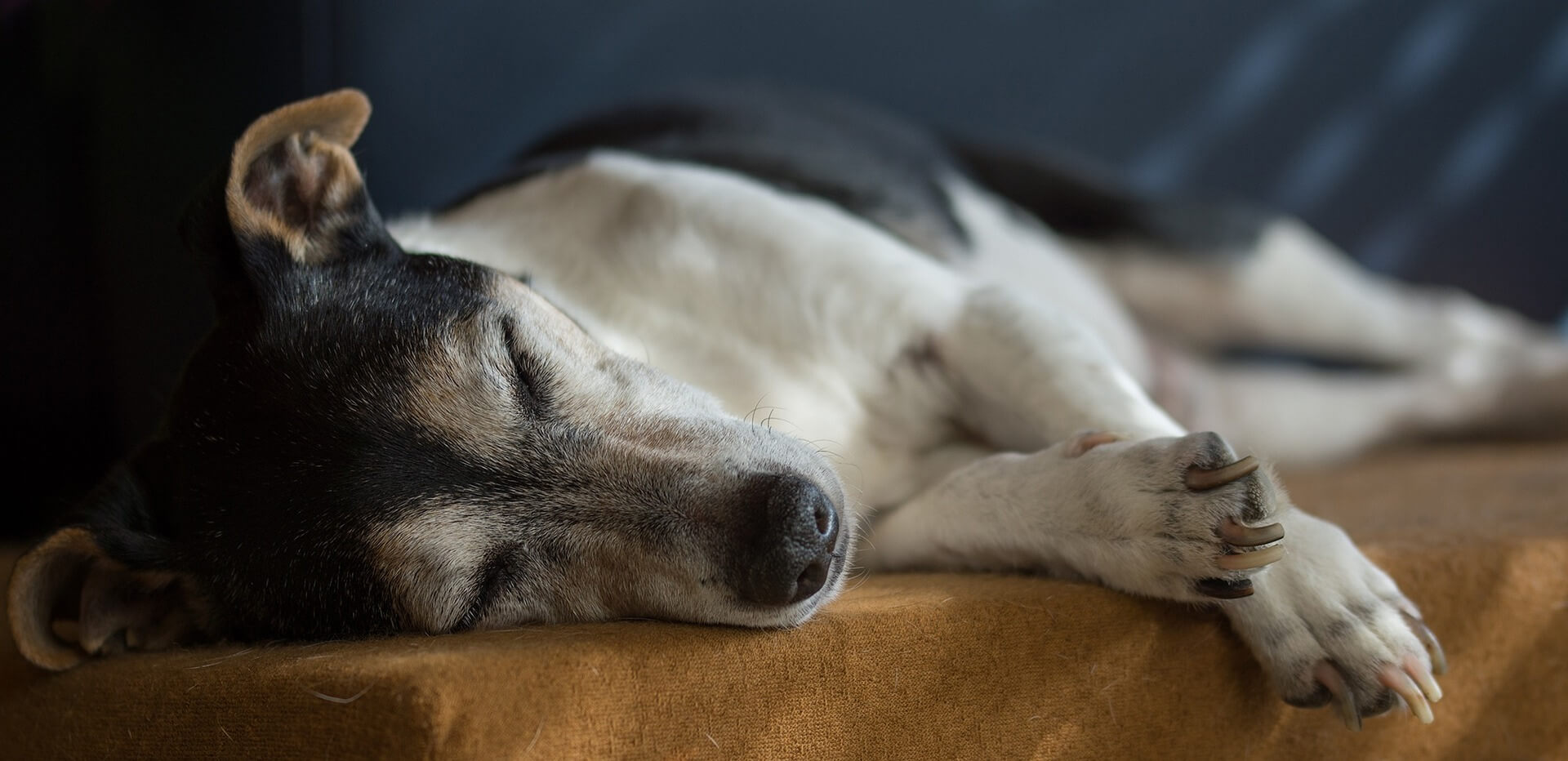 Taking Care Of A Senior Dog - relax 