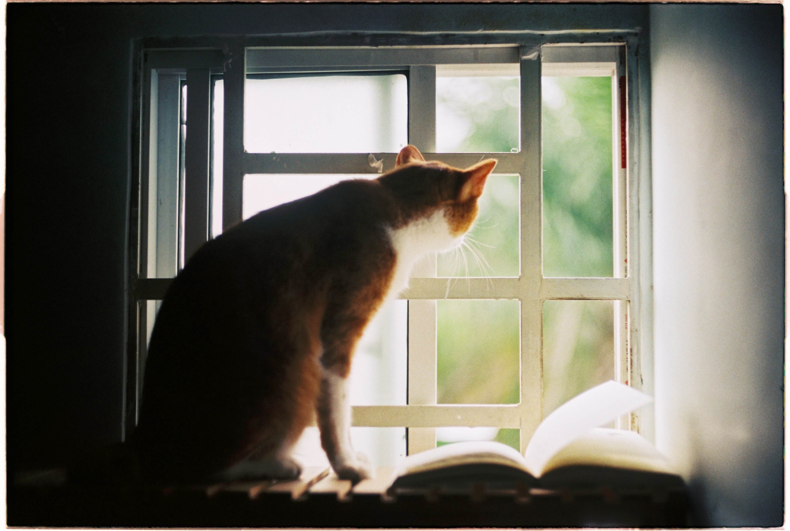 Moving house with an best sale indoor cat