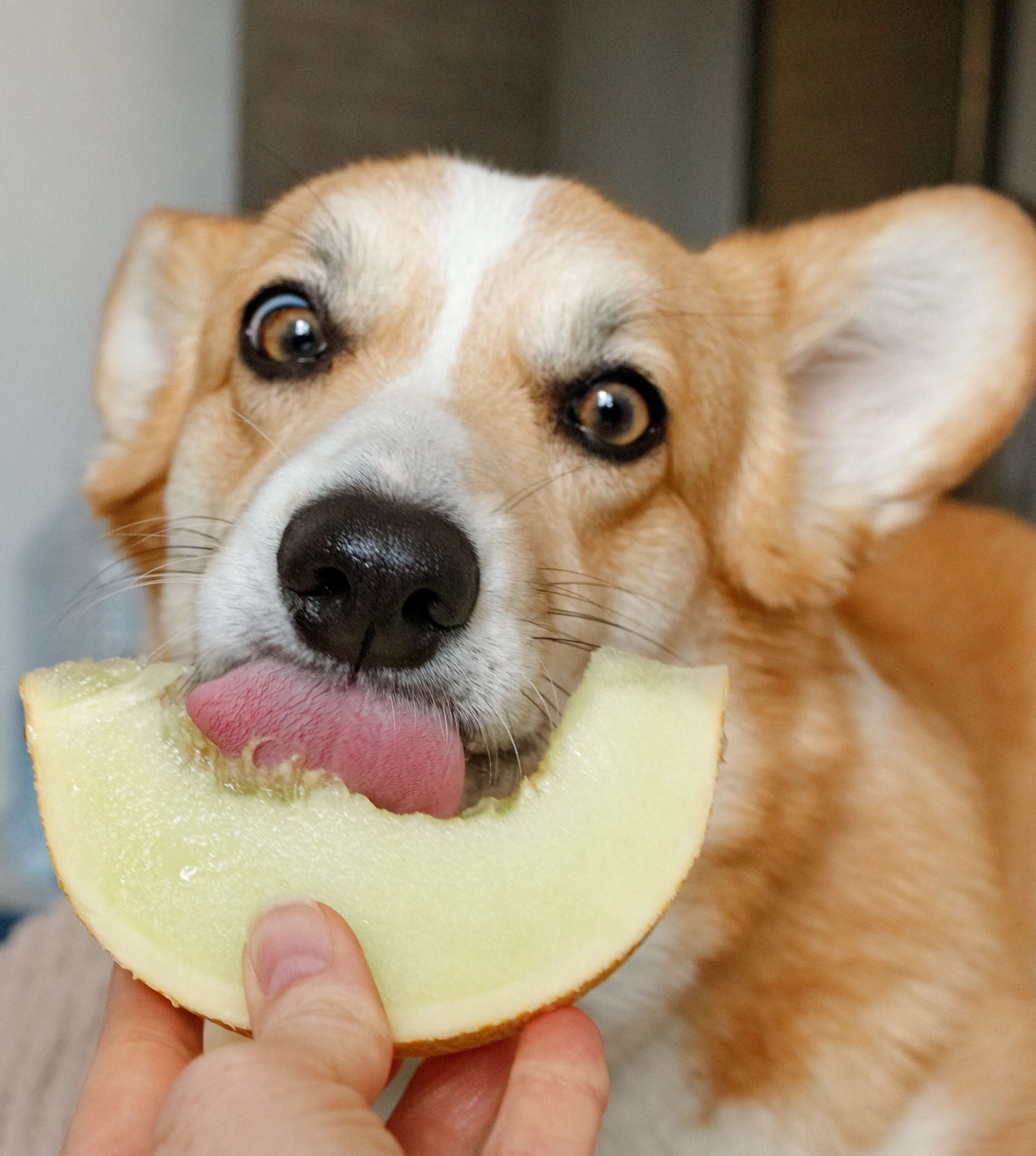 Food aggression in dogs - positive reinforcement with treats 