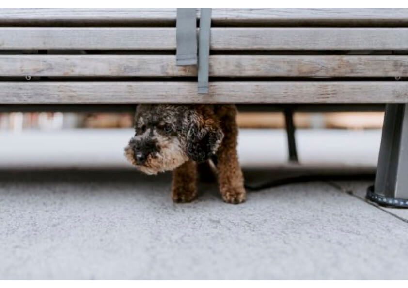 How To Approach A Scared Dog Be Patient