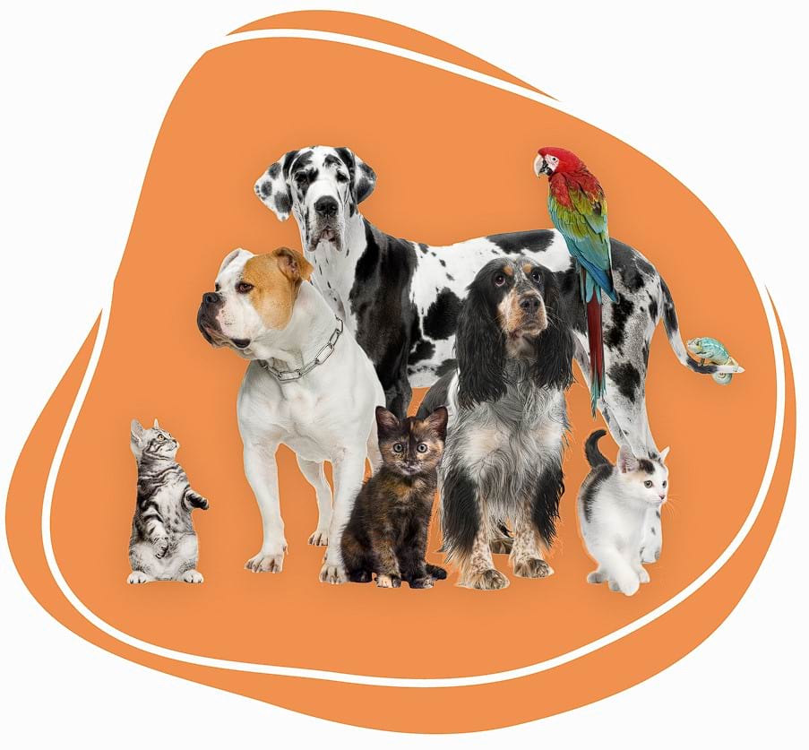Orange Doggo Min.jpg