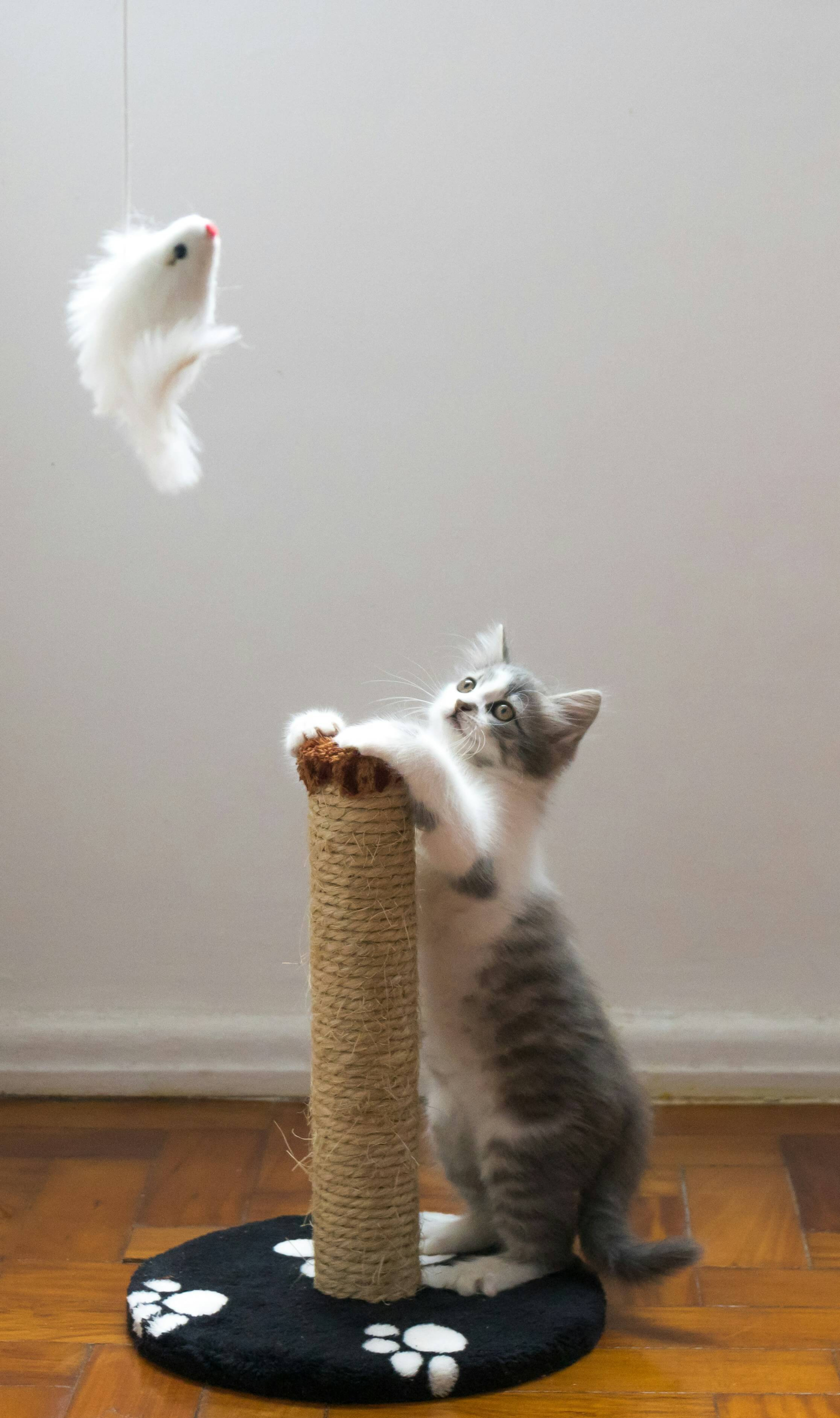 senior cat playing