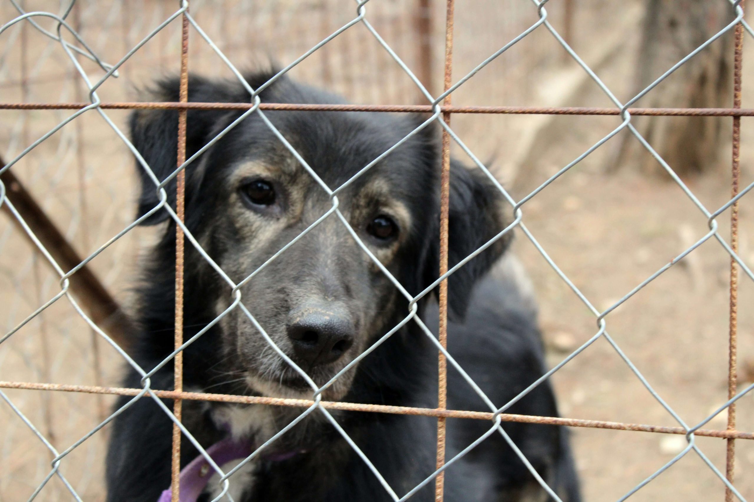 giving up your dog to shelters