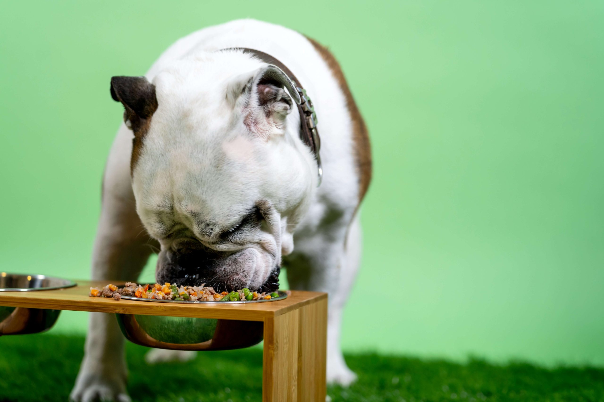 pet essentials - raised food bowls