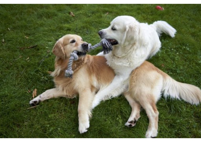 pet essentials - well-being