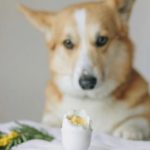 do dogs need more protein as they get older