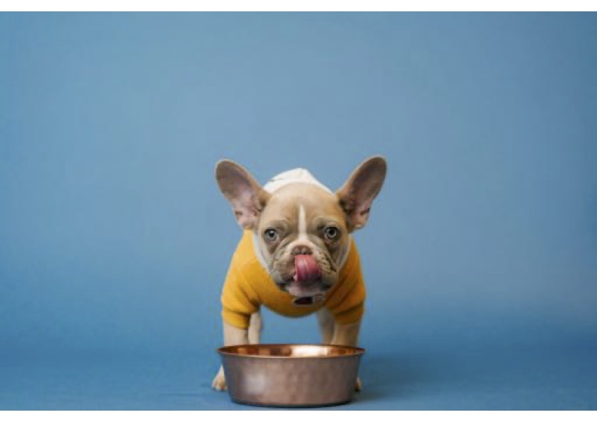 do dogs need more protein as they get older - dog health